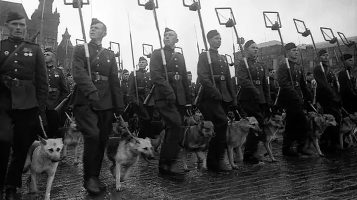 Минеры с собаками минно-разыскной службы на Параде Победы на Красной площади 24 июня 1945 года.